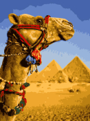 Ркнф-345 Картина по номерам Lori 28,5х38 "Верблюд"